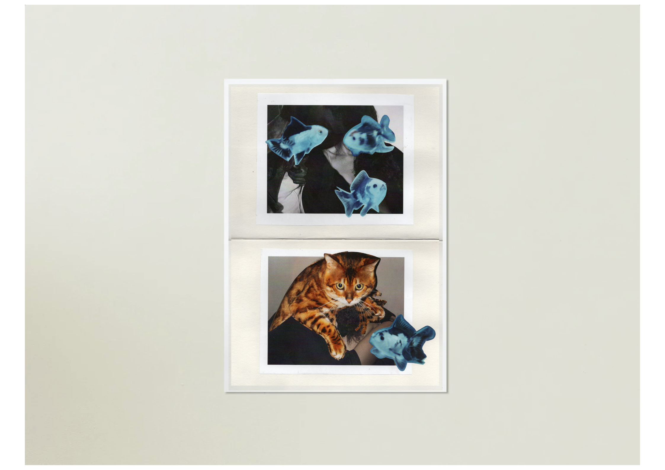 It's My Fifth Birthday & Your Cats Invited